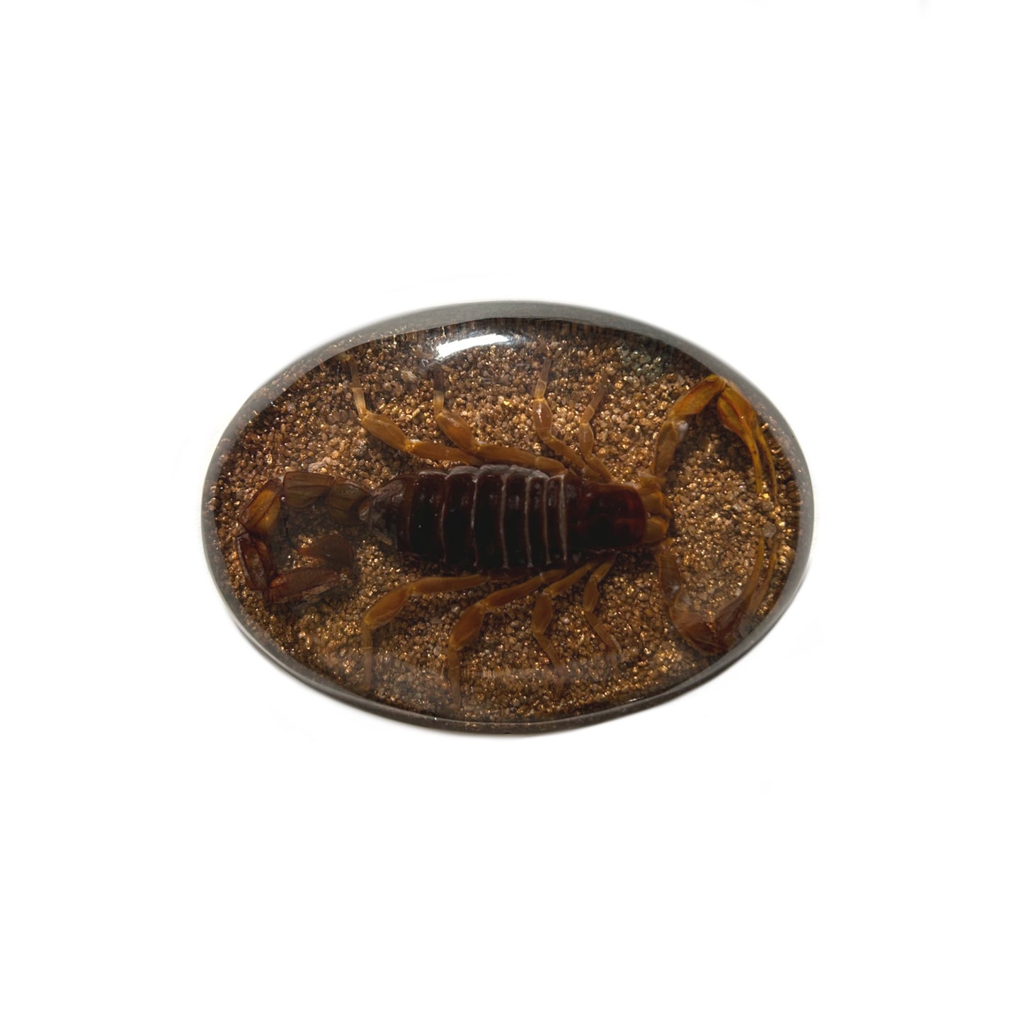 El Escorpión Hip Belt